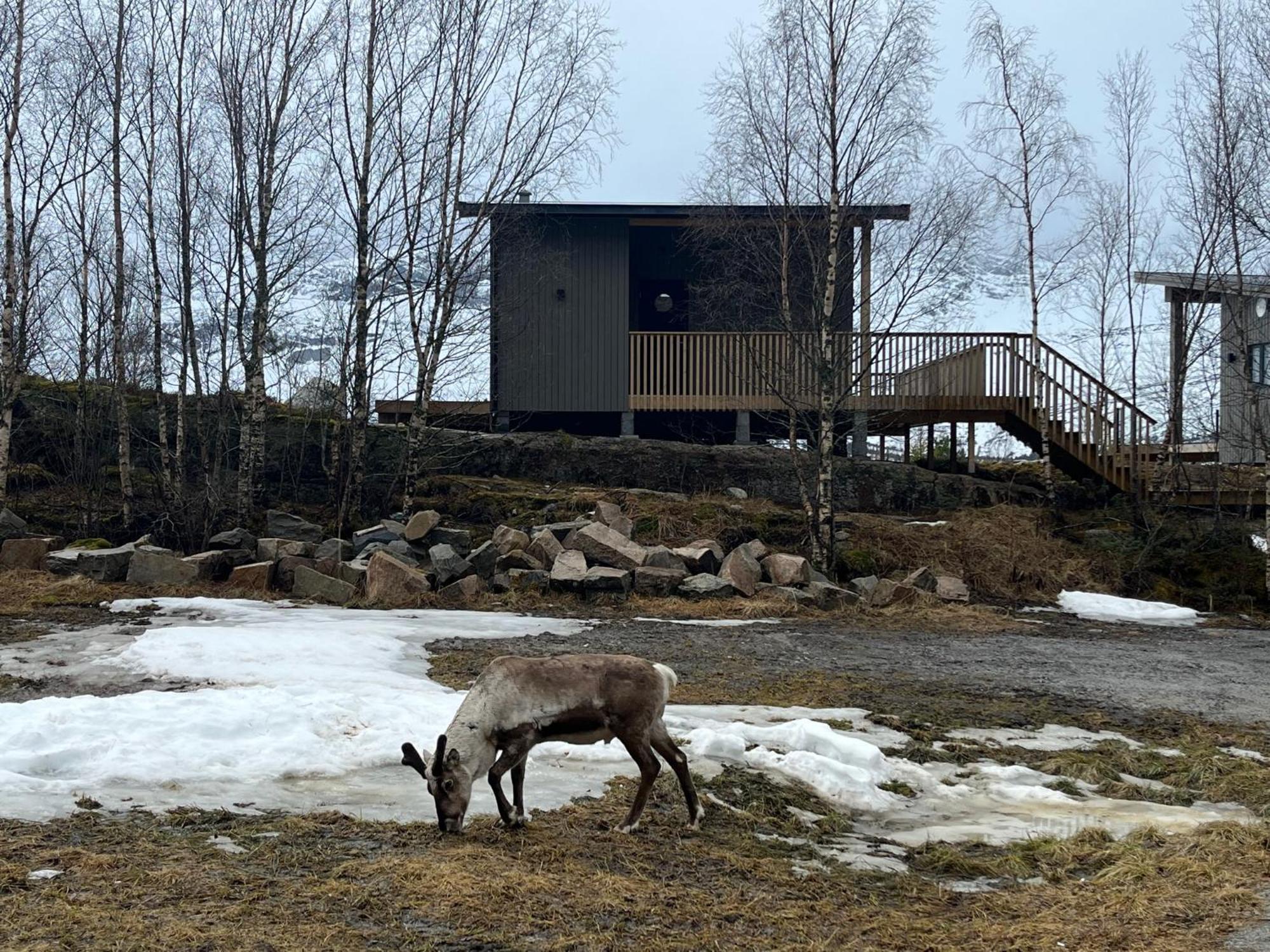 Efjord And Stetind Resort - Cabin Kobbernestinden Ballangen Exterior foto